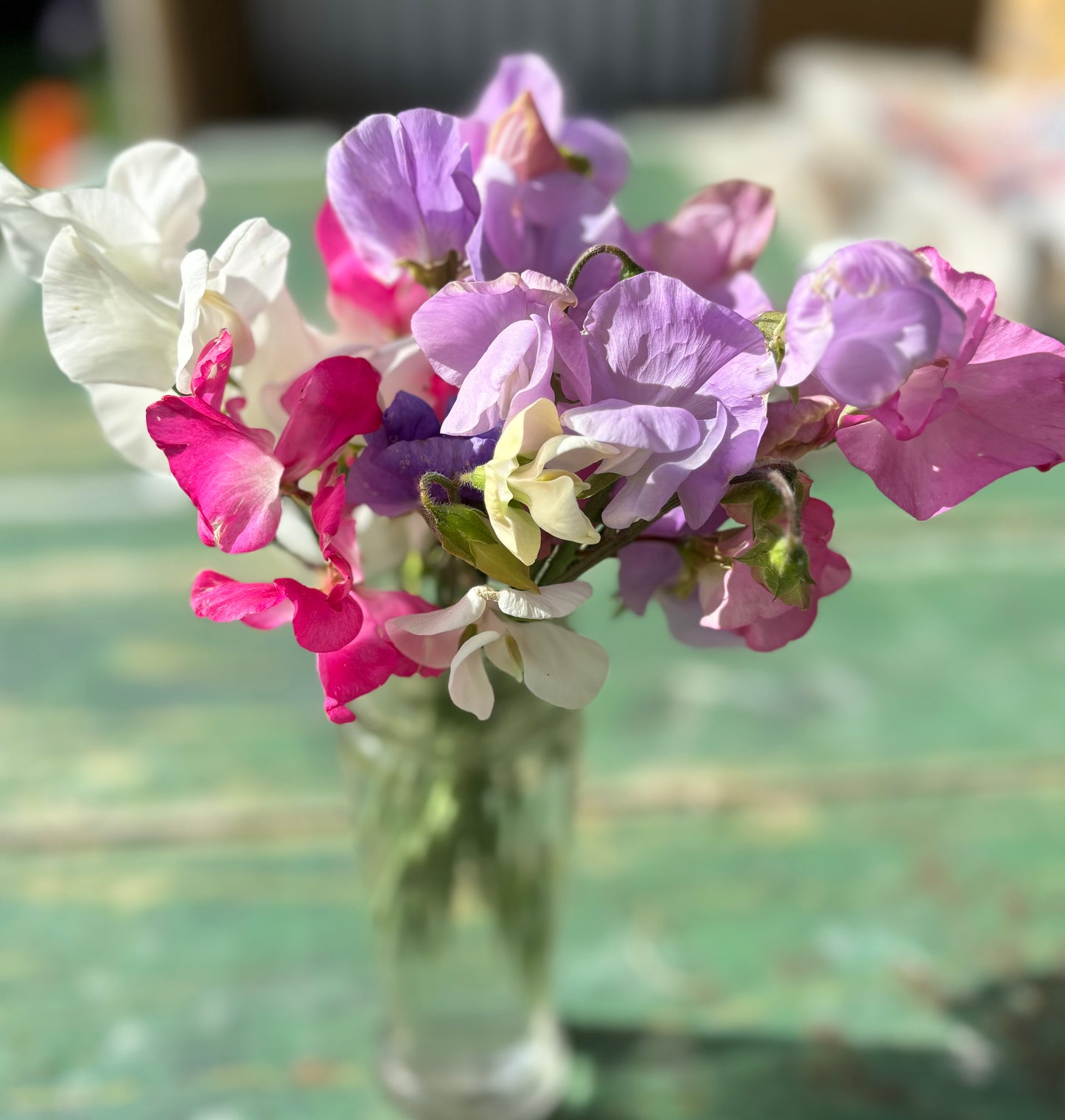 Sweet Pea Seed