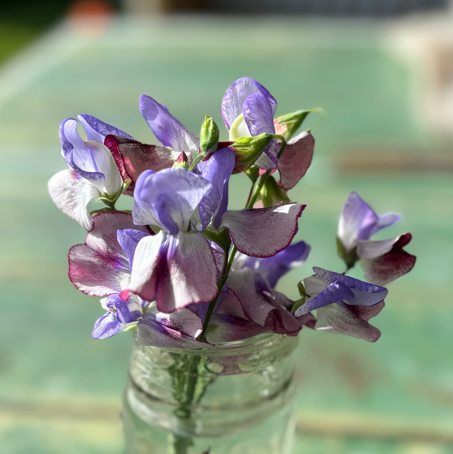 Sweet Pea Seed