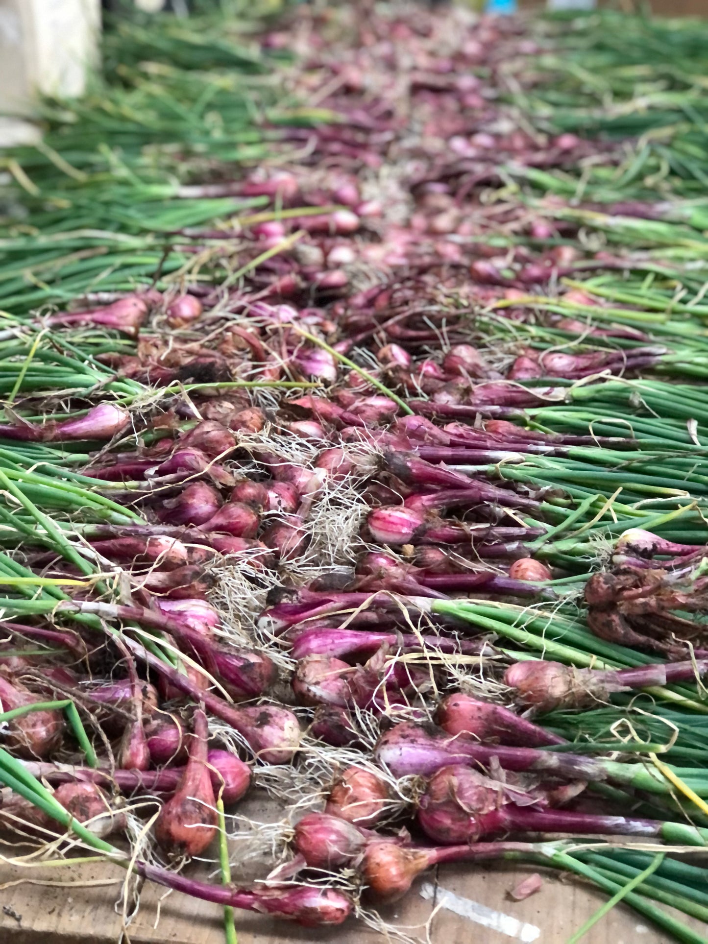 Red Shallots