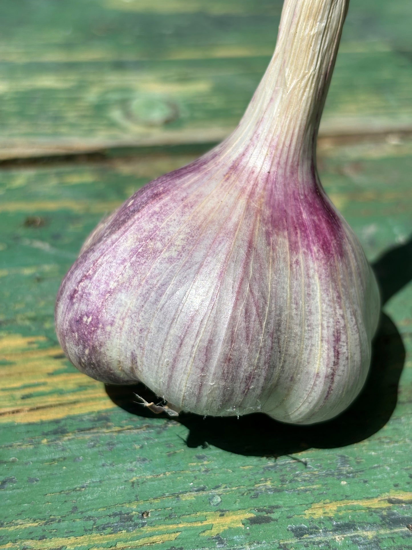 Garlic -Softneck
