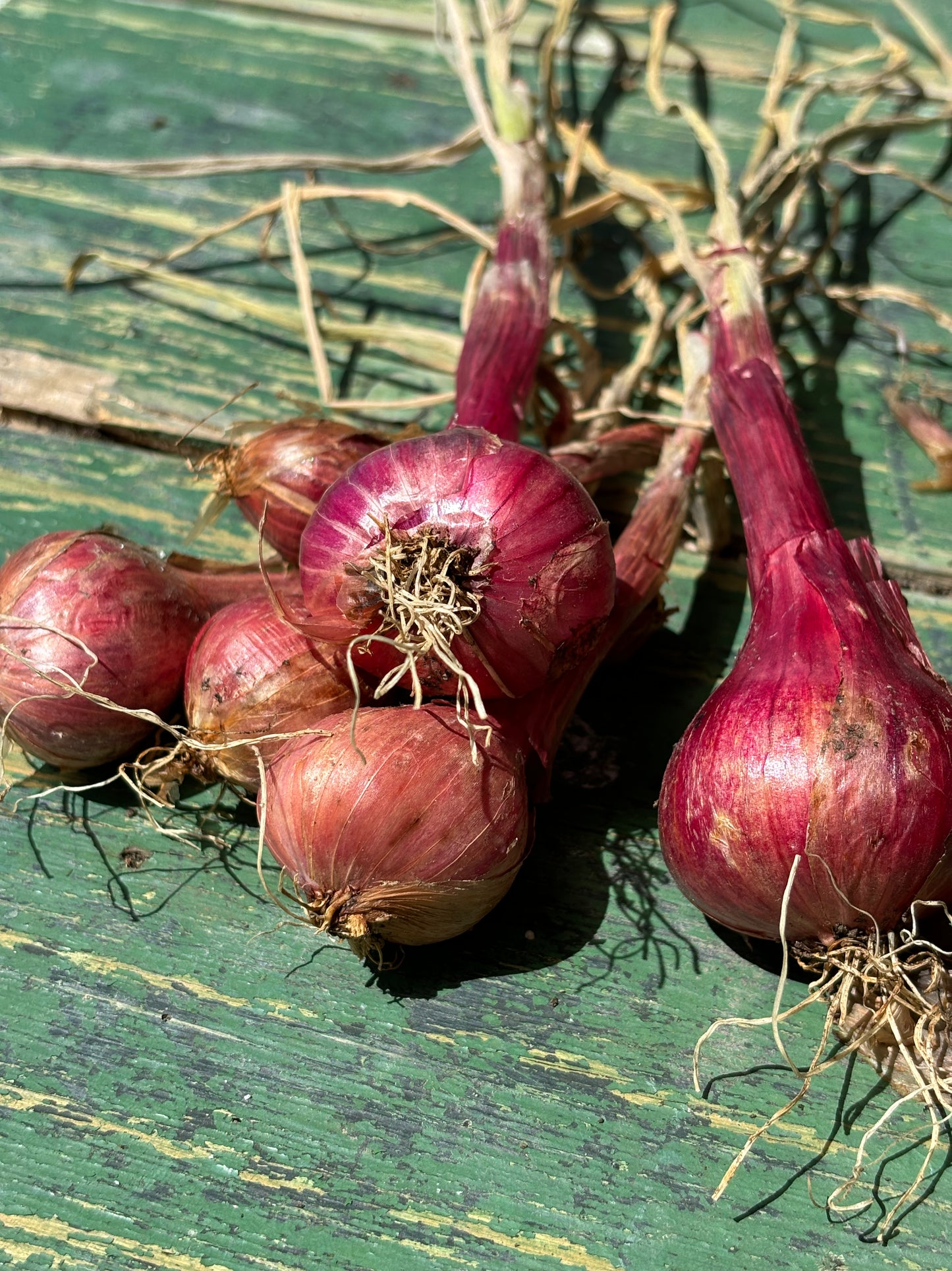 Red Shallots