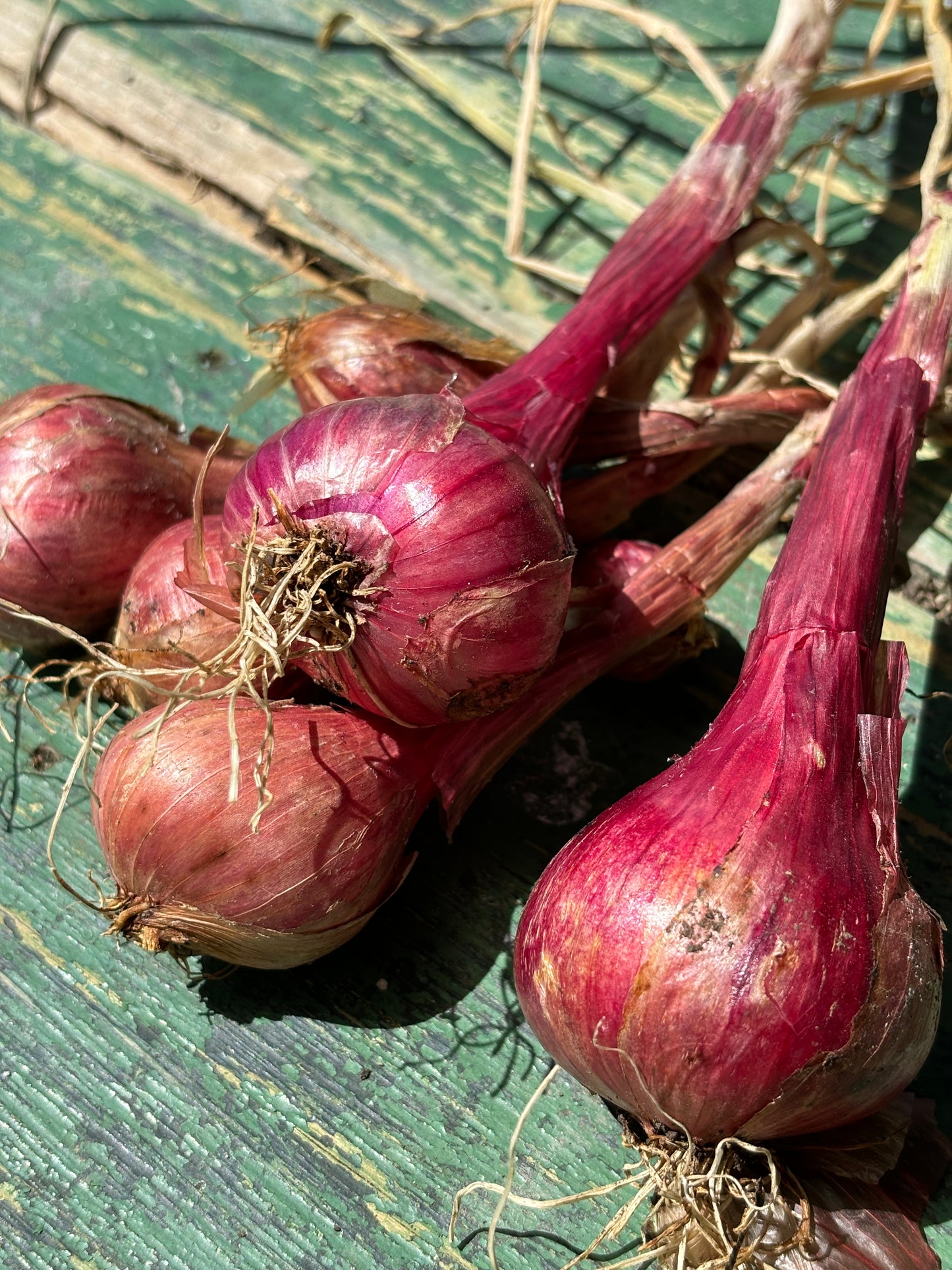 Red Shallots