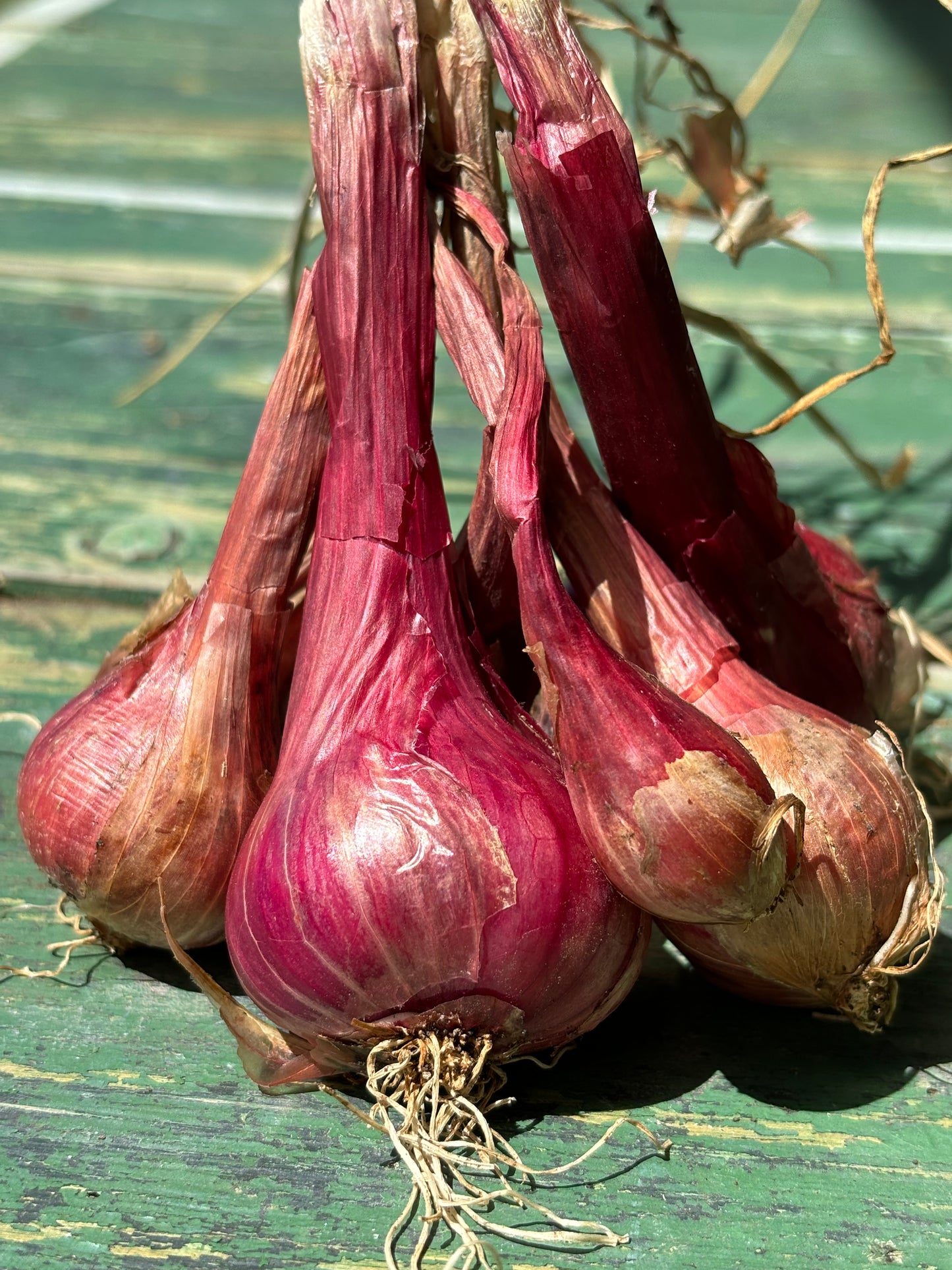 Red Shallots