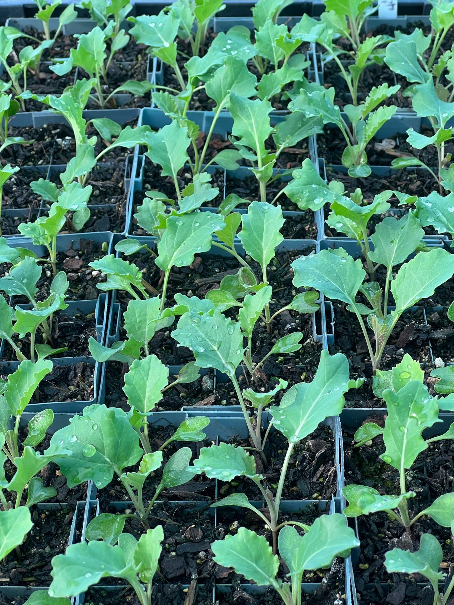 Workshop: Seed Sowing & Propagation