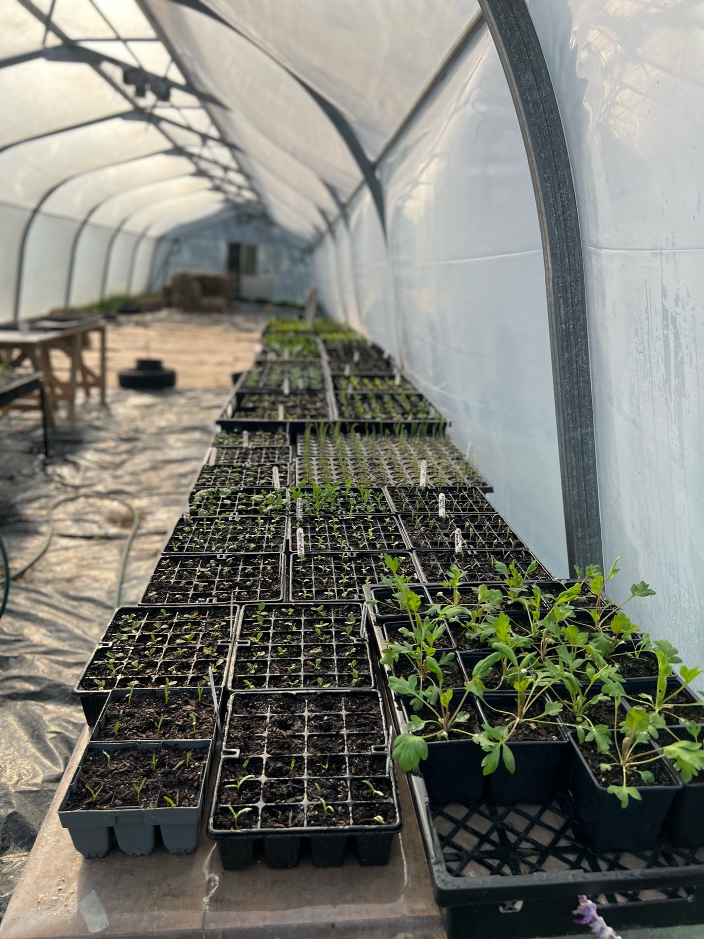 Workshop: Seed Sowing & Propagation