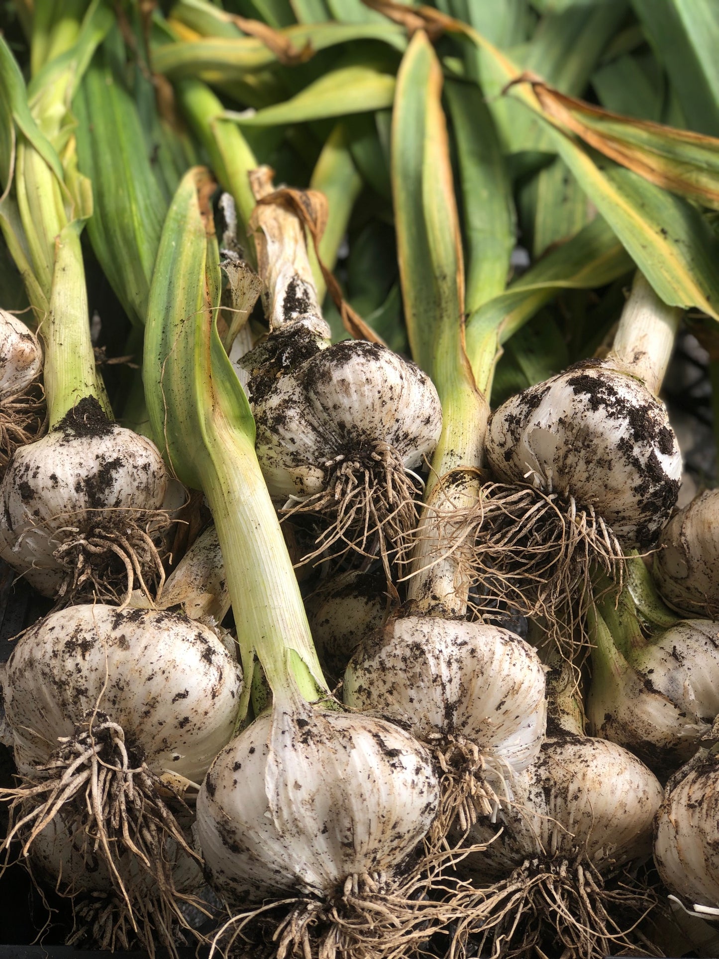 Elephant Garlic Corms
