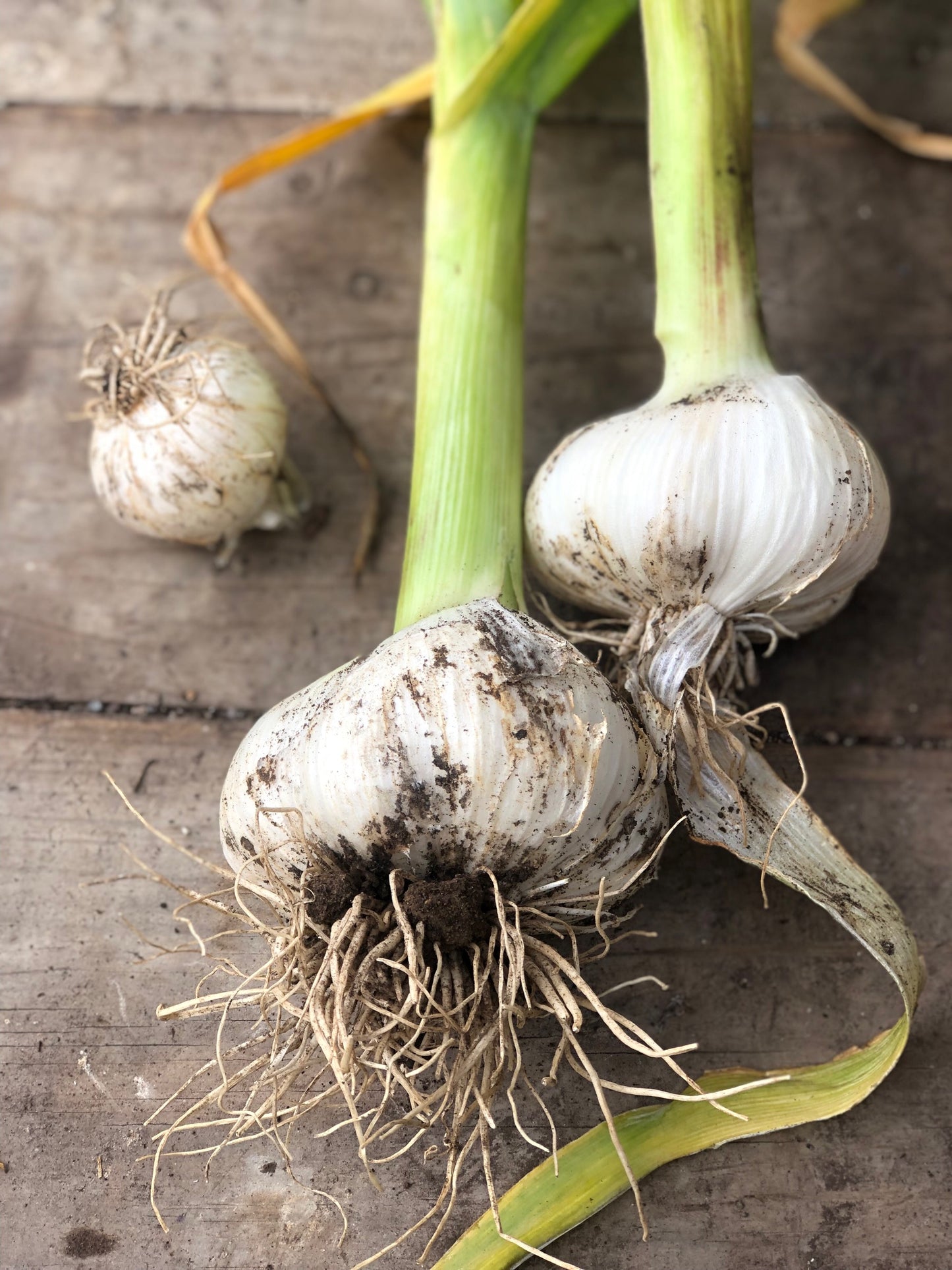 Elephant Garlic Corms
