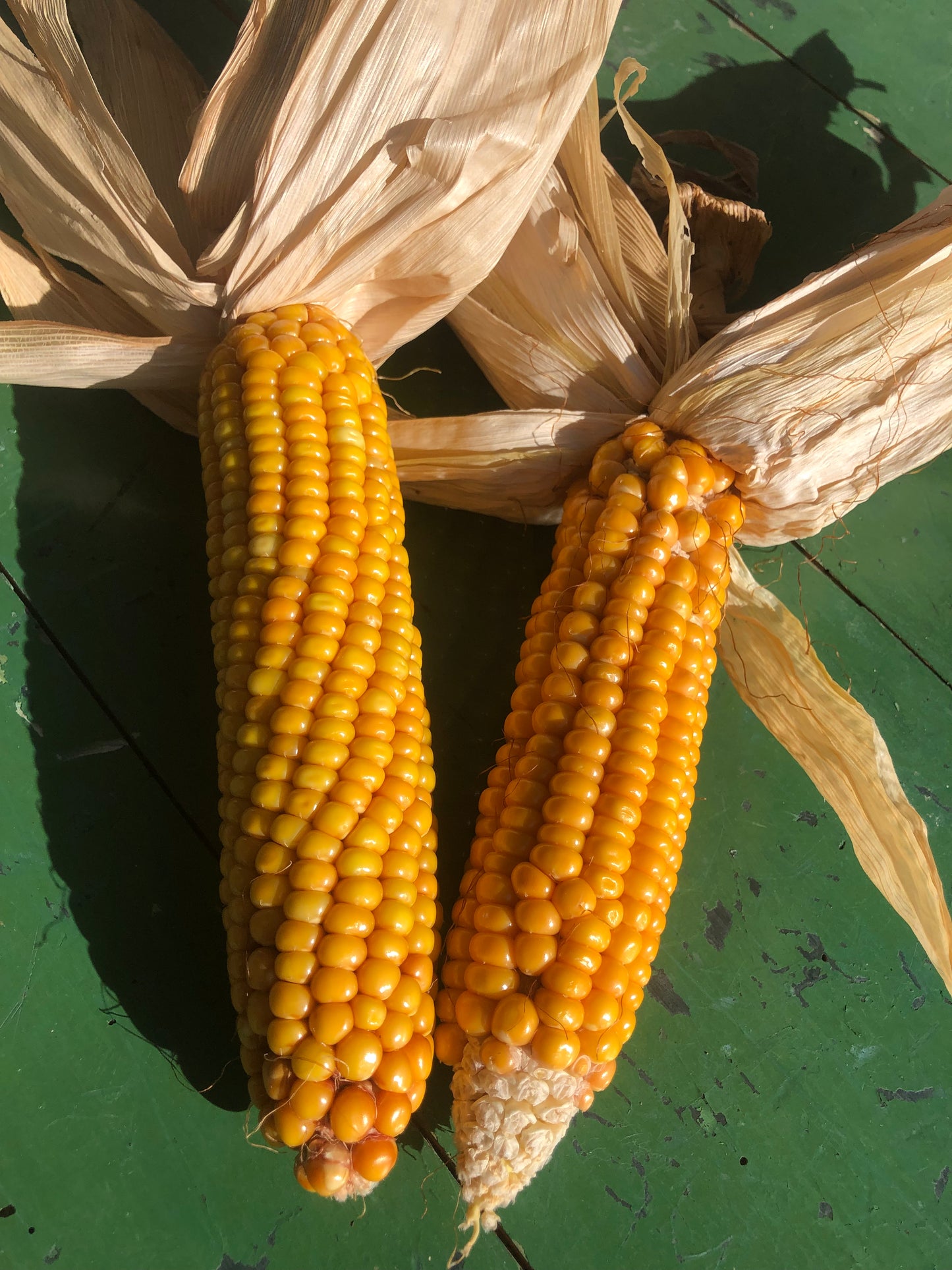Manaia Maize Seed