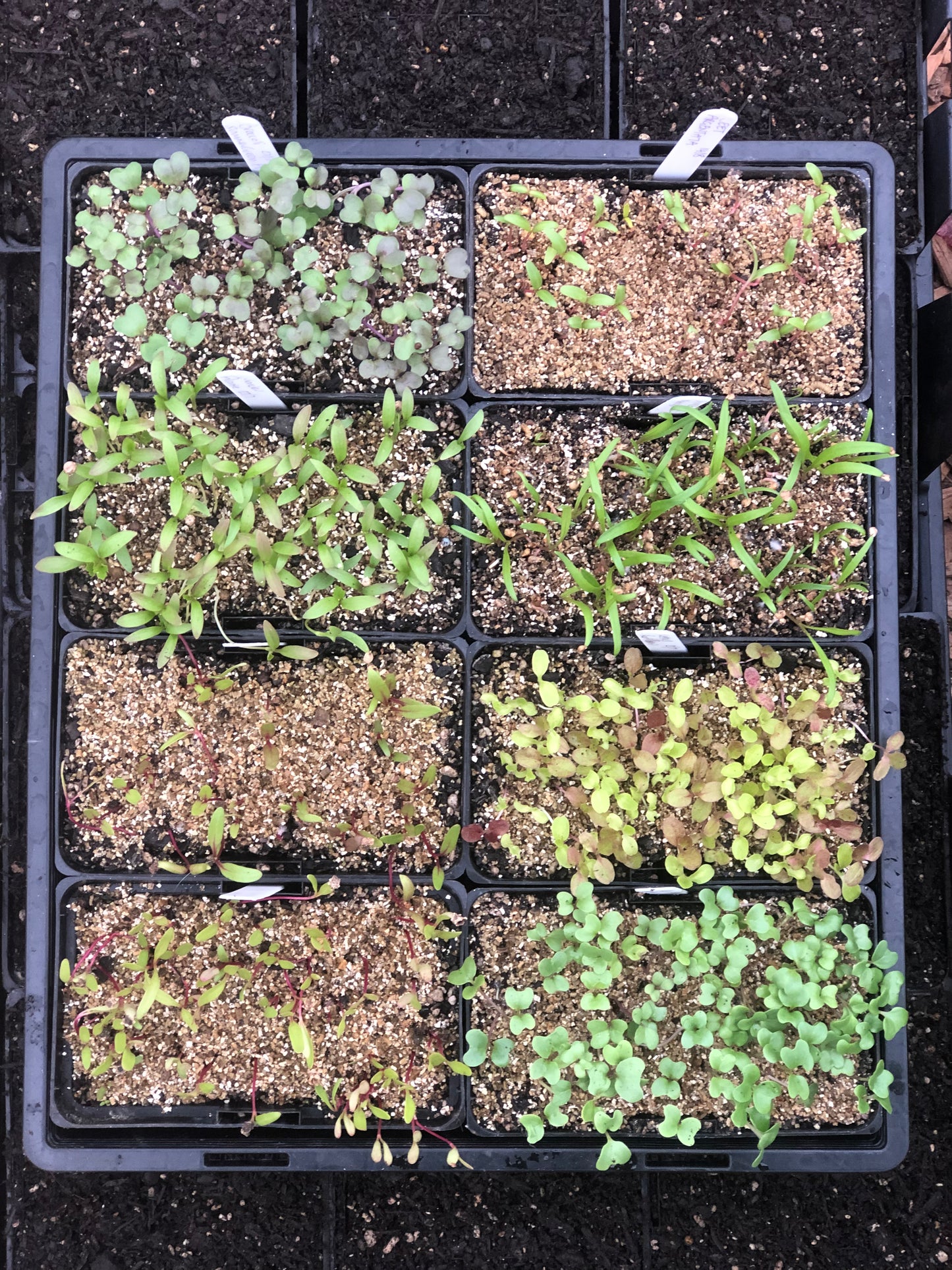 Workshop: Seed Sowing & Propagation