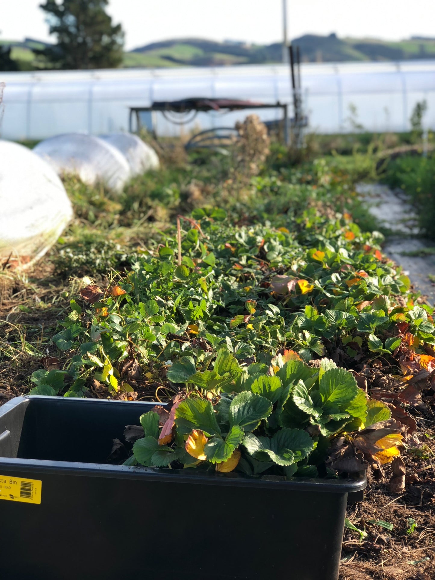 Strawberry Camarosa