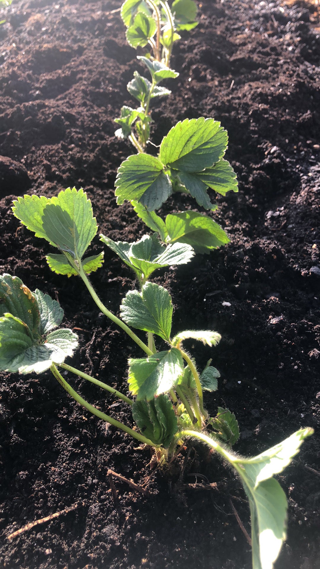 Strawberry Camarosa