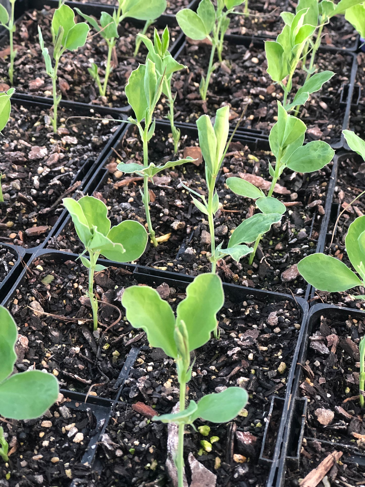 young sweetpea seedlings in punnets