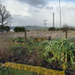 Willow Workshop: Willow Edging