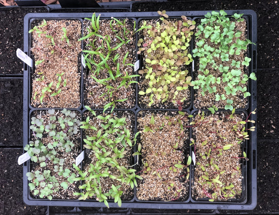 A view looking down on a tray of 8 small rectangular pots of newly germinated vegetable seeds
