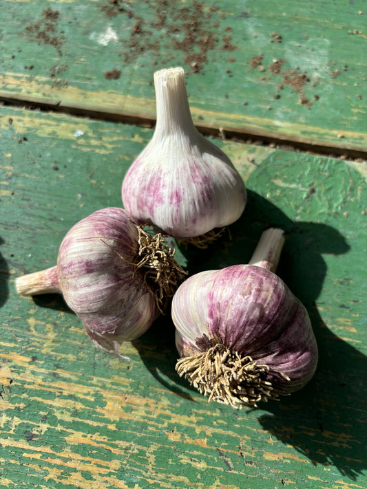 Garlic - Hardneck