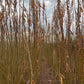 Willow Cuttings