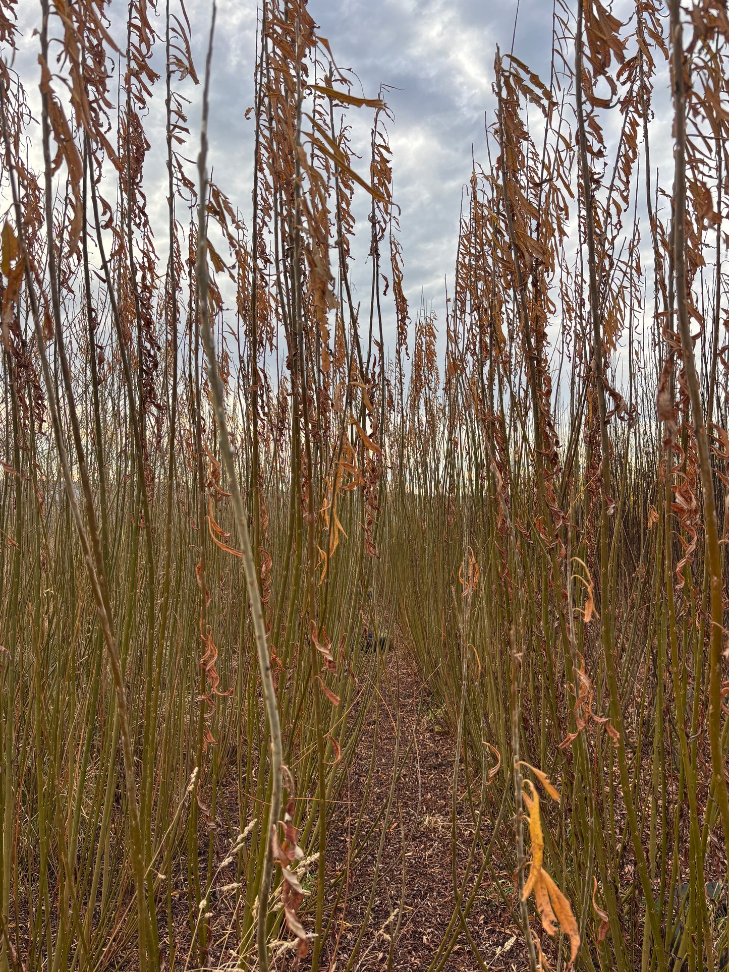 Willow Cuttings