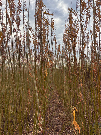 Willow Cuttings