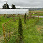 Willow Workshop: Willow fencing