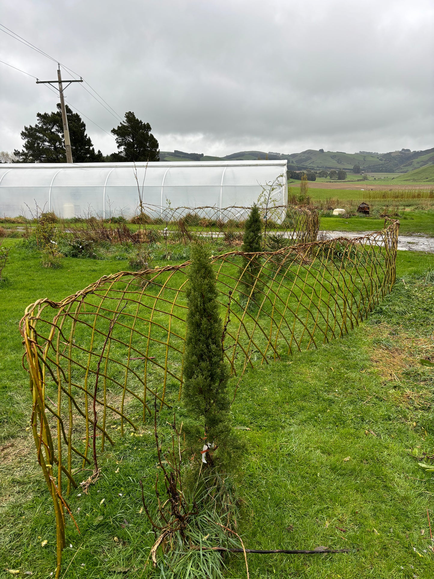 Willow Workshop: Willow fencing