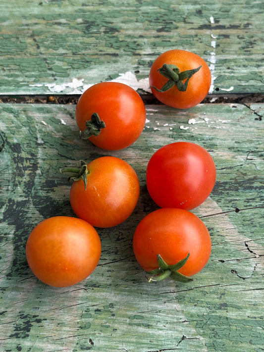Dwarf Henry’s Bush Cherry Tomato Seed