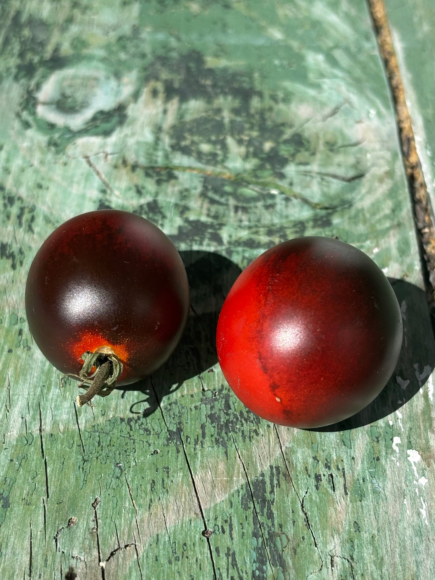 Indigo Rose Tomato Seed
