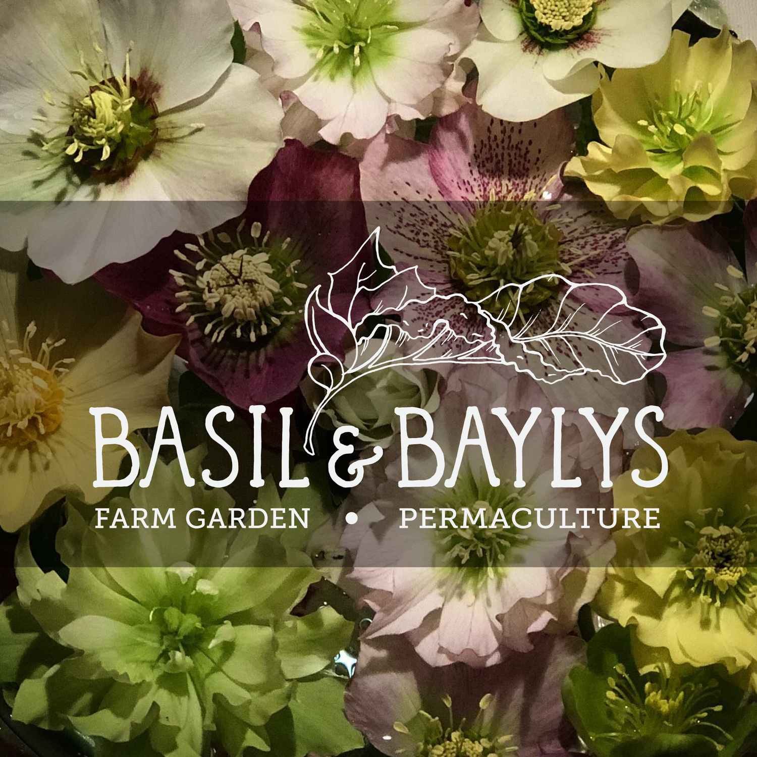 Basil and Baylys, farm garden, permaculture logo sitting over a background of multicoloured hellebore flowers in shades of yellow, lime, pink and deep red
