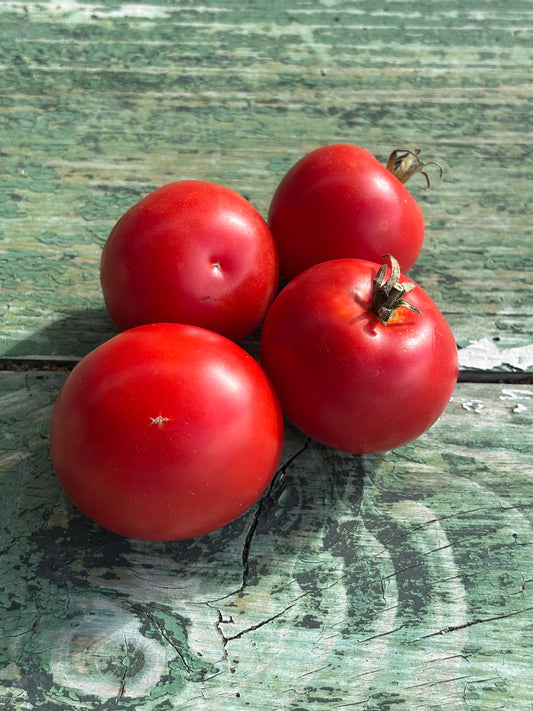 Potentate Tomato Seed