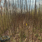 Willow Cuttings