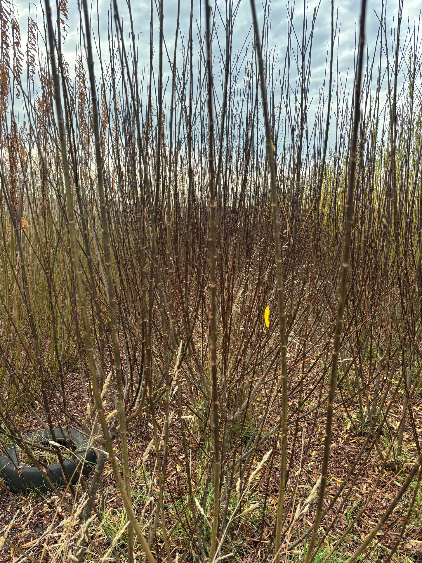 Willow Cuttings