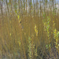 Willow Cuttings
