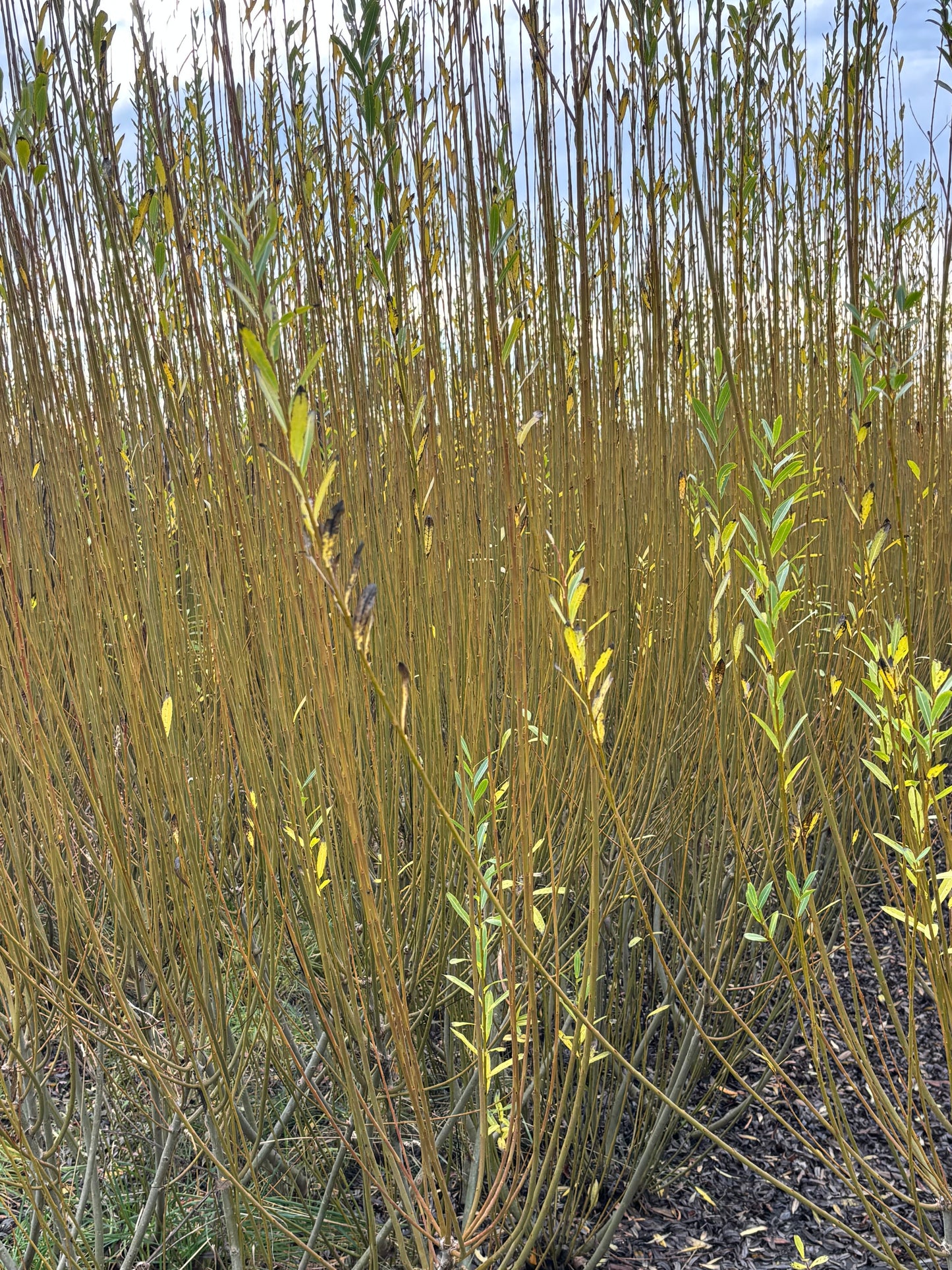 Willow Cuttings