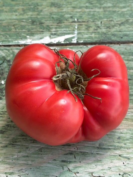 Brandywine Pink OTV Tomato Seed