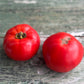 Taupo Tomato Seed
