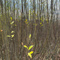 Willow Cuttings