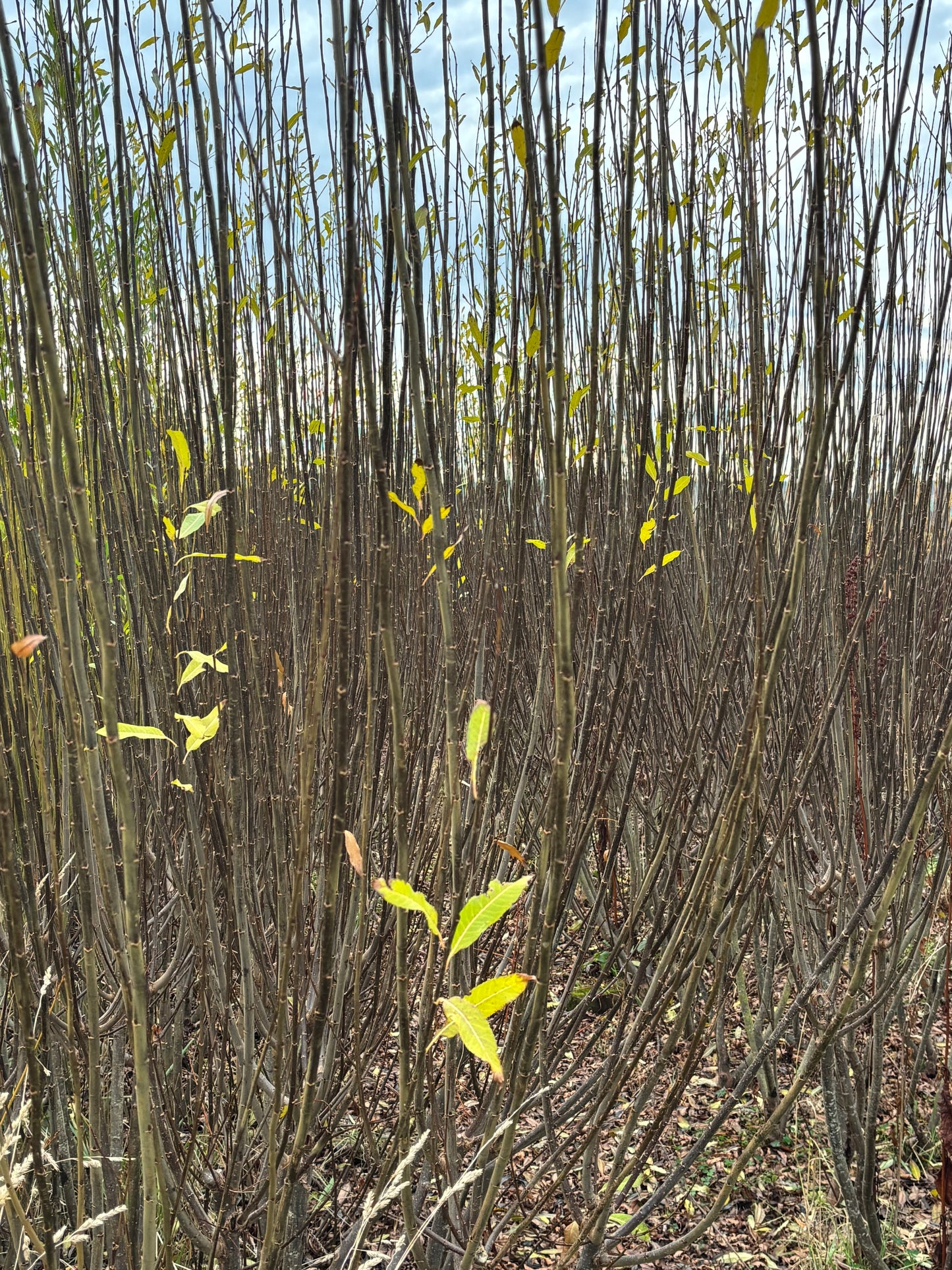 Willow Cuttings