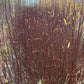 Willow Cuttings