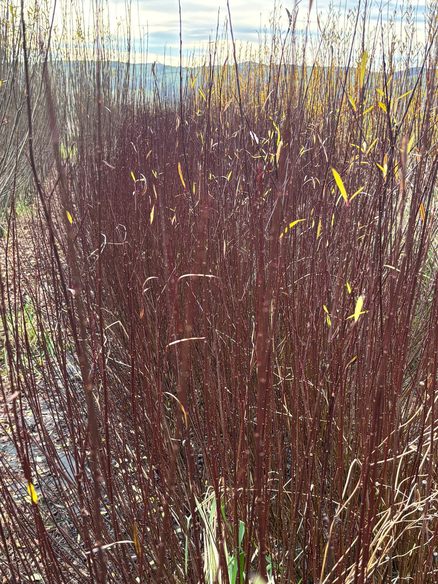 Willow Cuttings