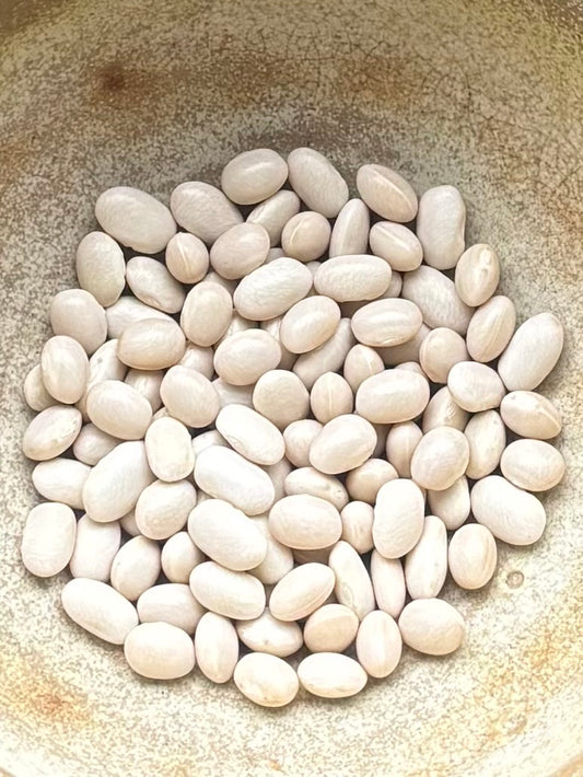 Mother in Law Dwarf Bean: Heritage Seed