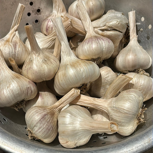Culinary Garlic