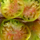 Aunt Ruby’s German Green Tomato Seed