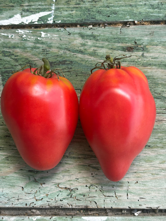Cour di Bue Tomato Seed