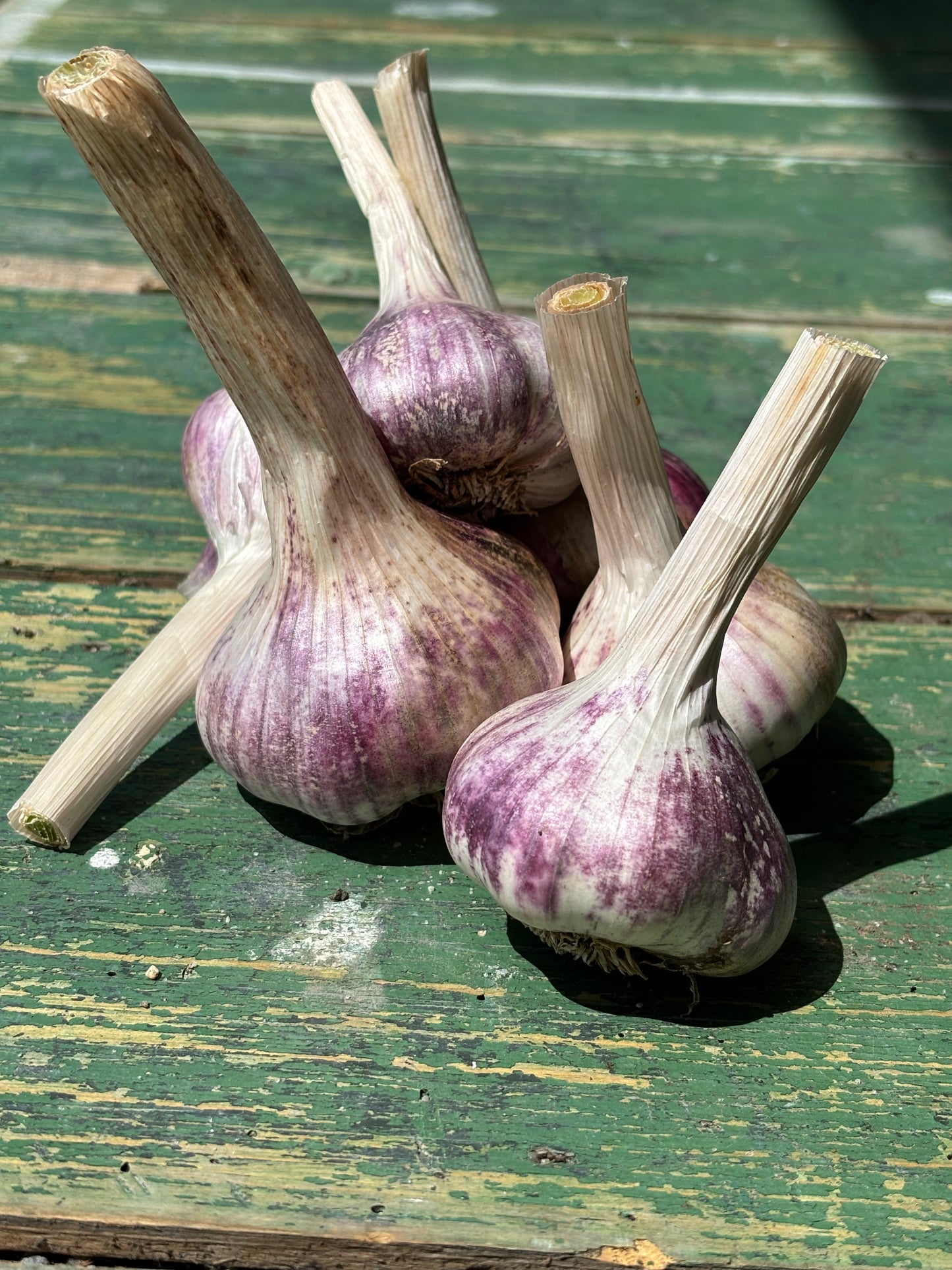 Garlic -Softneck