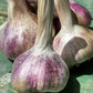 Garlic -Softneck