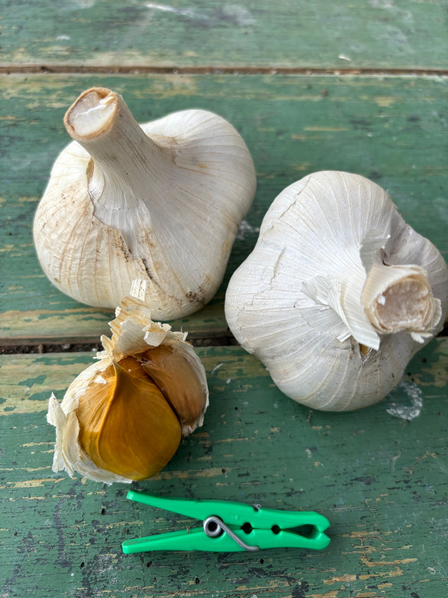 Elephant Garlic