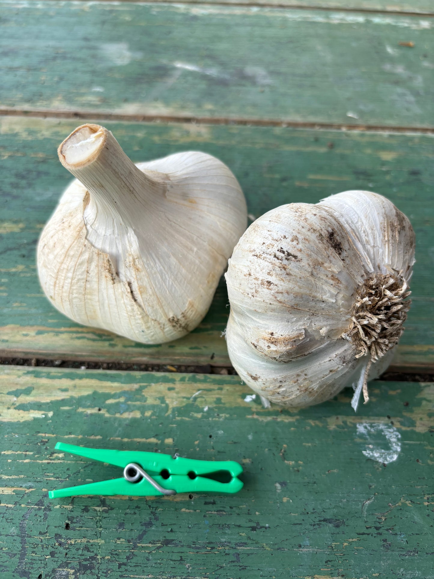 Elephant Garlic