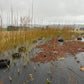 Willow Bed Establishment & Care Guide