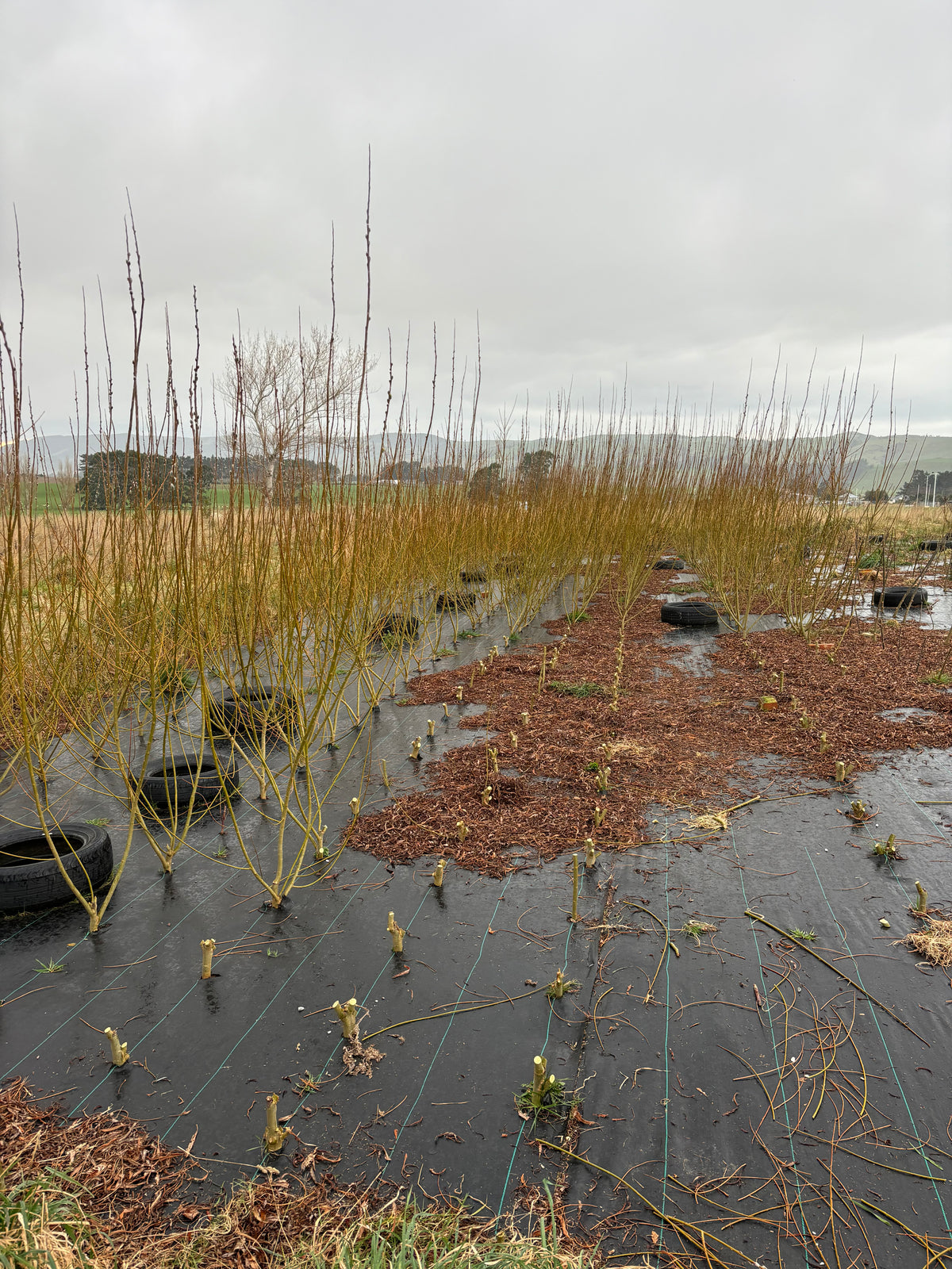 Willow Bed Establishment & Care Guide