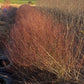 Willow Bed Establishment & Care Guide