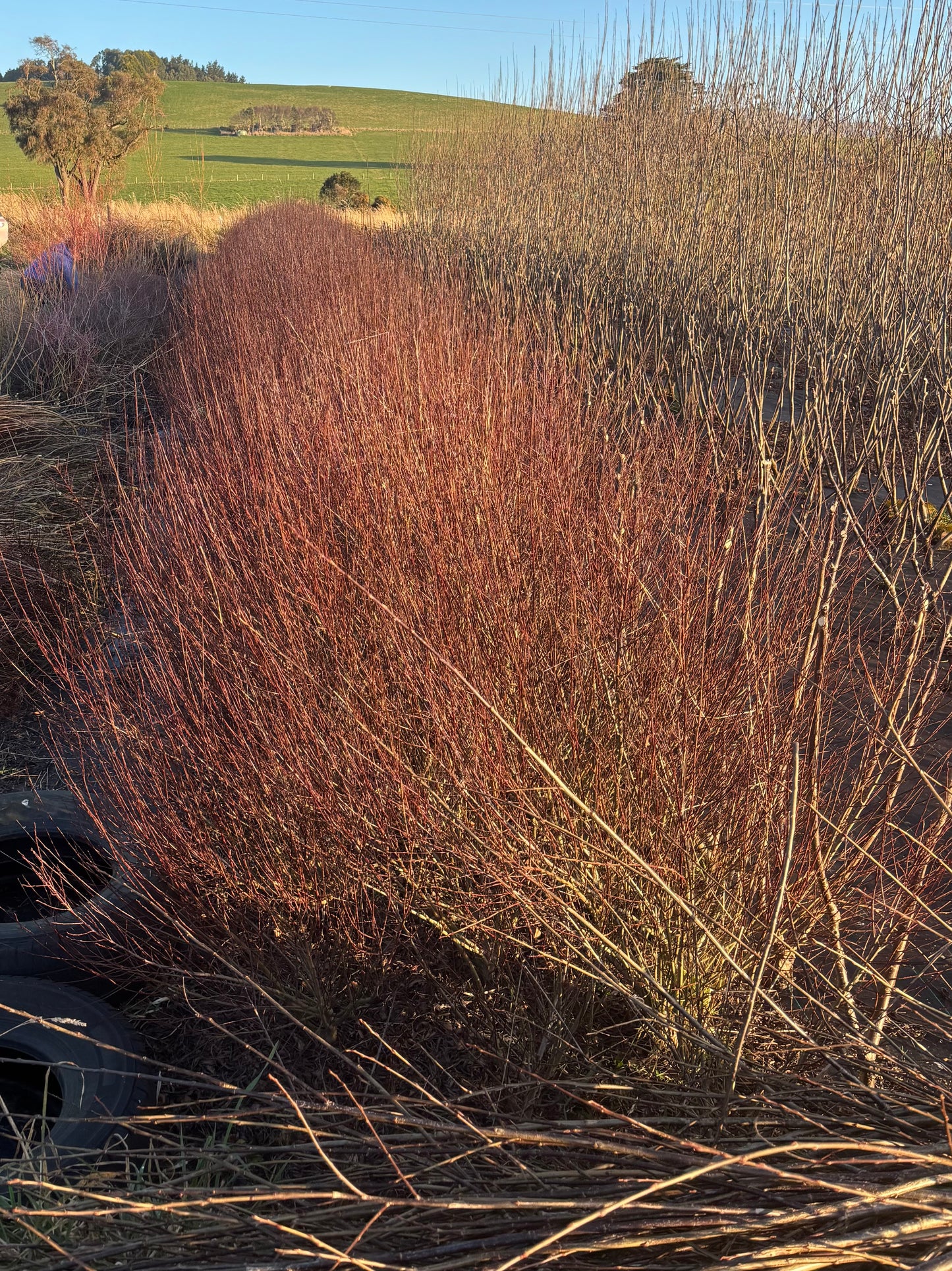 Willow Bed Establishment & Care Guide